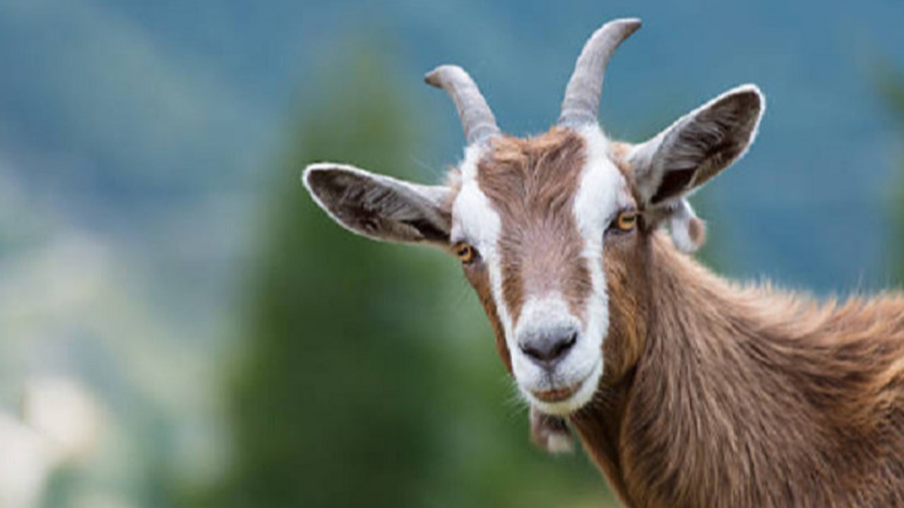 Ilustrasi kambing (iStock)