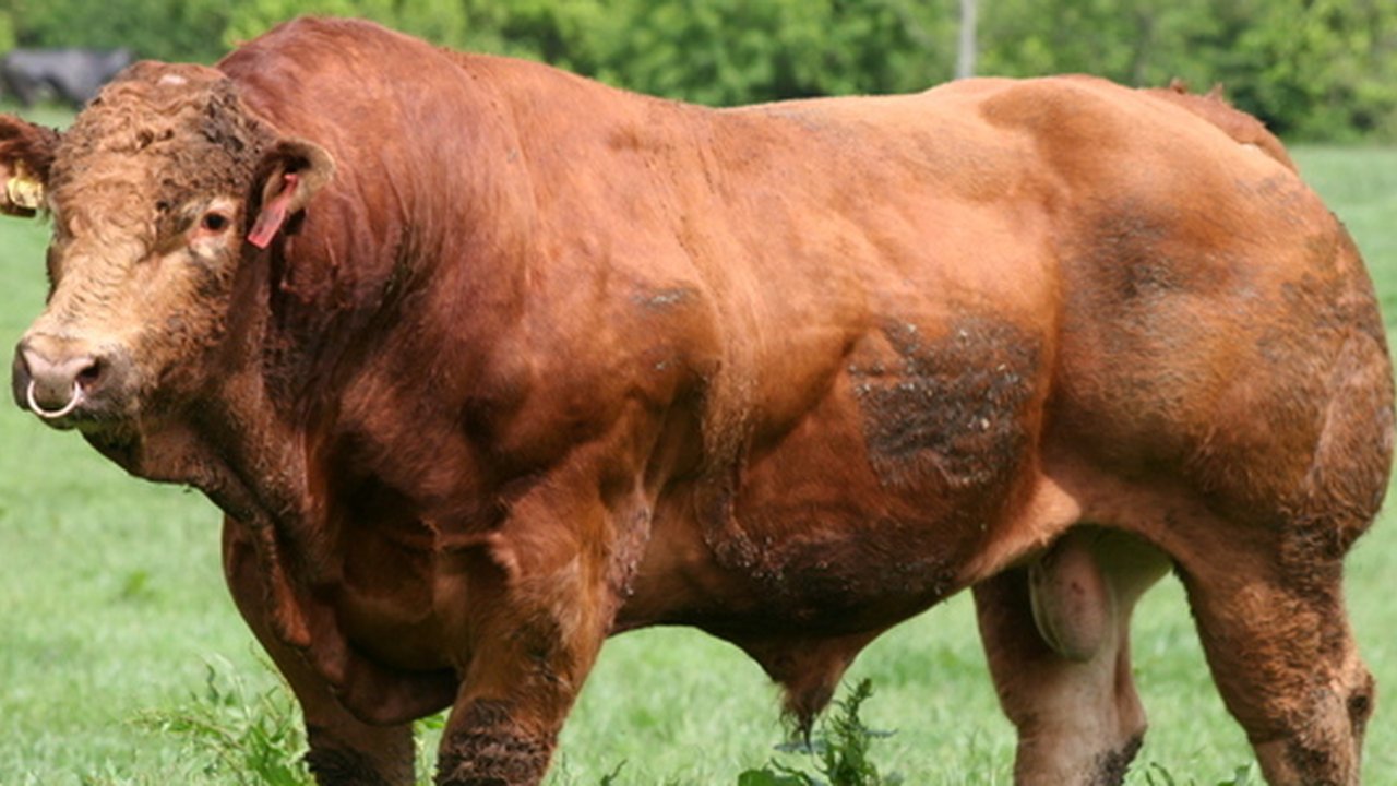 Sapi Limosin
