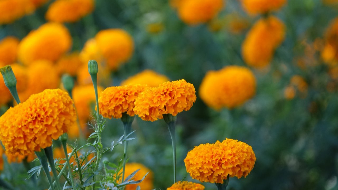 Ilustrasi bunga marigold. (Image by lachetas on Freepik)