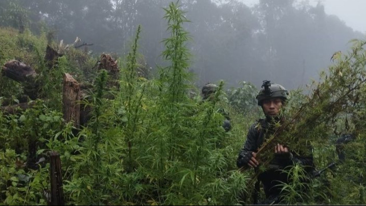 Satgas Pamtas RI-PNG Yonif 512/QY berhasil menemukan ladang ganja seluas 0,5 hektare di Pegunungan Bintang, Papua, dengan 204 batang pohon ganja siap panen, yang kini telah diamankan.