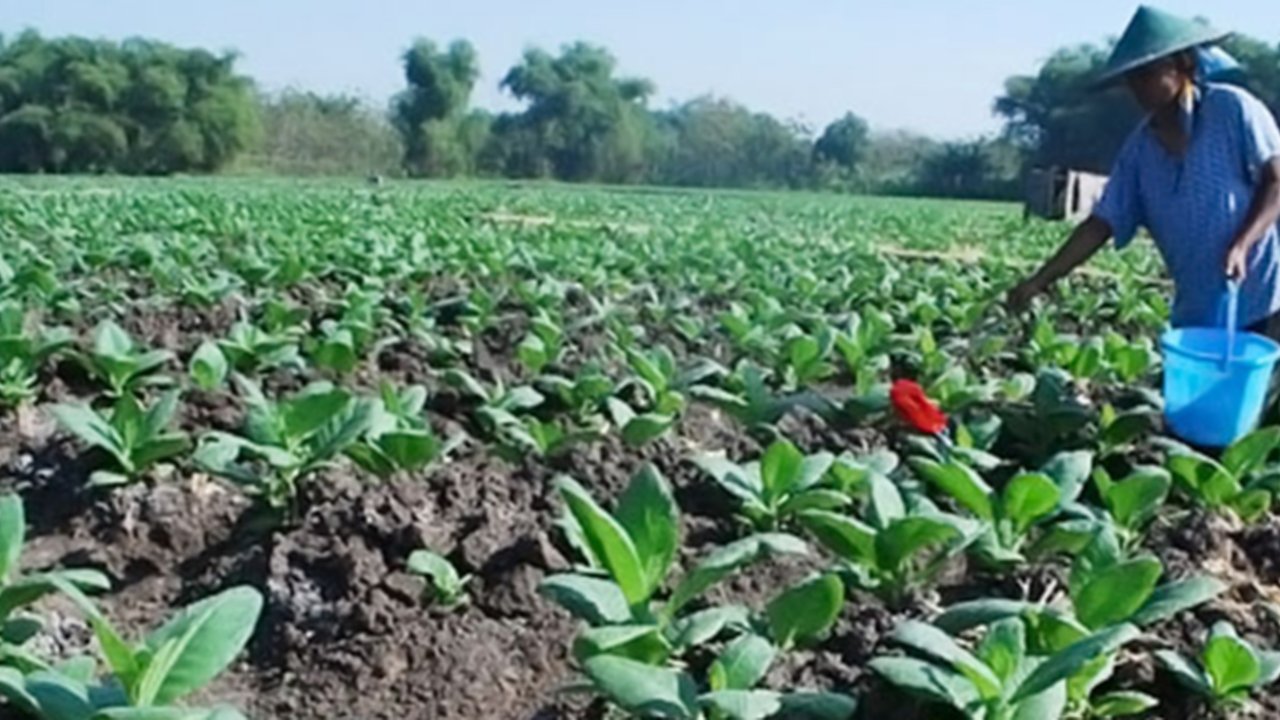 Dugaan Cawe-Cawe Asing dalam Kampanye Anti Rokok di Indonesia