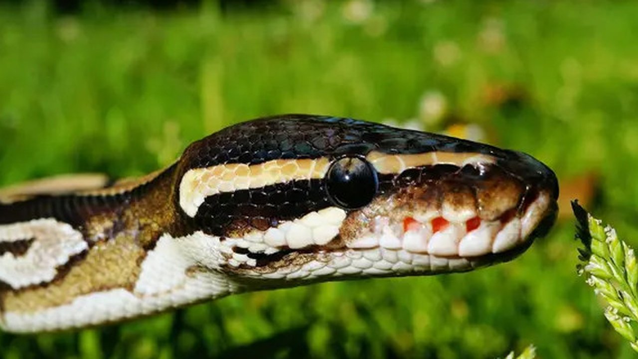 Pria Ini Sengaja Membiarkan Dirinya Digigit Ular Berbisa Peliharaannya 202 Kali, Hasilnya Tak Terduga