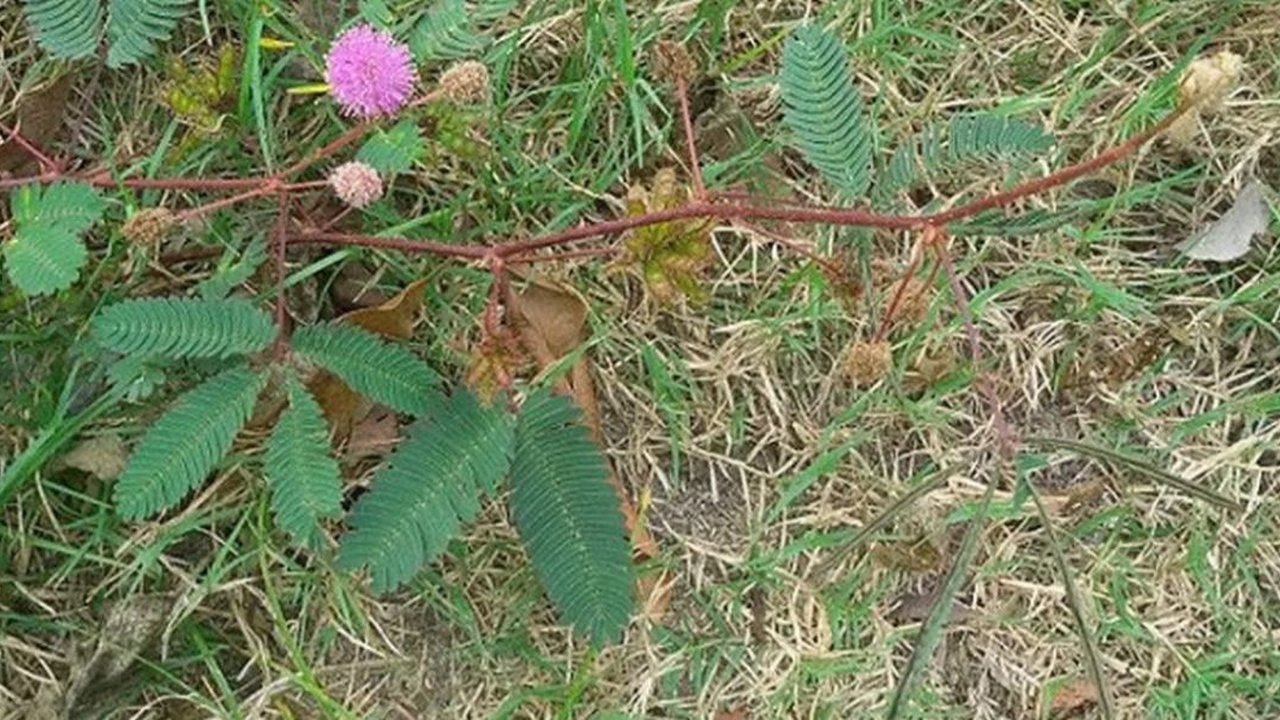 Cara Mudah Merebus Daun Putri Malu untuk Tekanan Darah Tinggi dan Ambeien