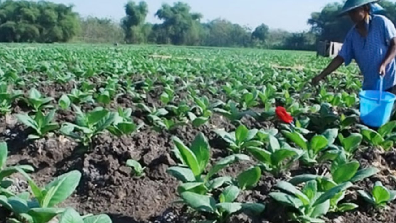 Derita Petani Tembakau Akibat Kenaikan Harga Rokok