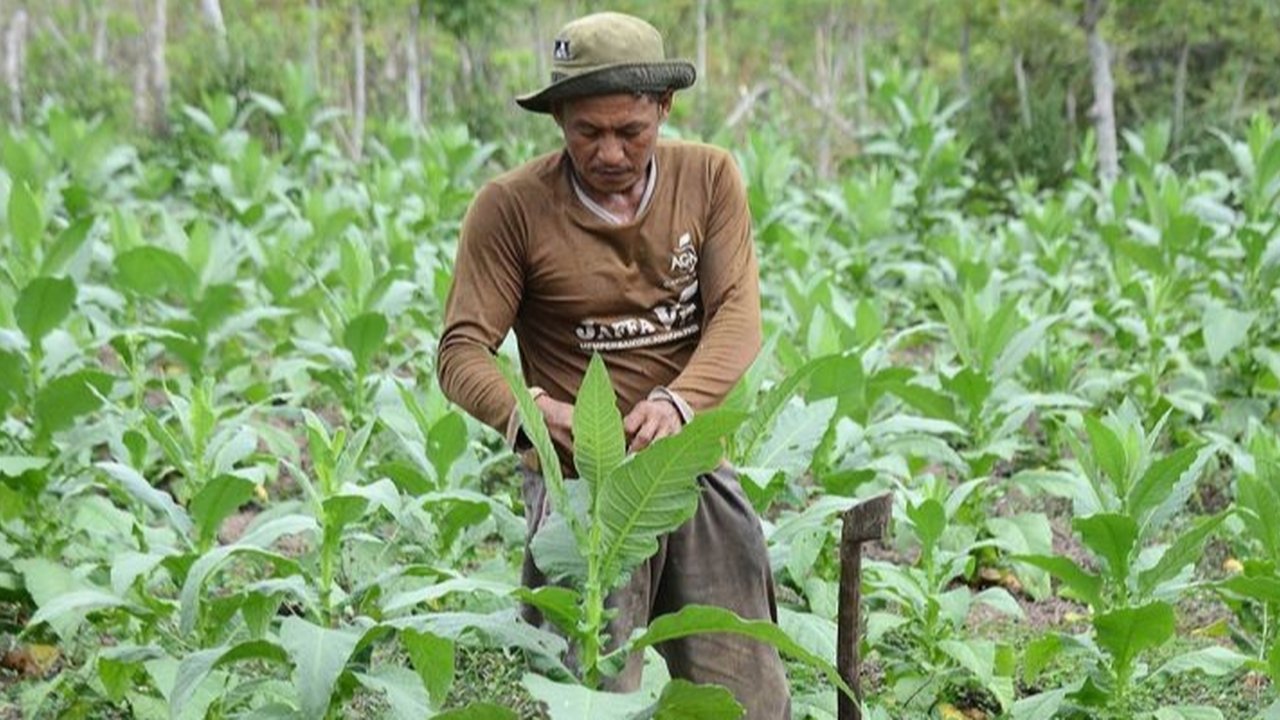 Demi Kesejahteraan Petani Tembakau, HKTI Minta Revisi Aturan Kemasan Rokok Tanpa Merek