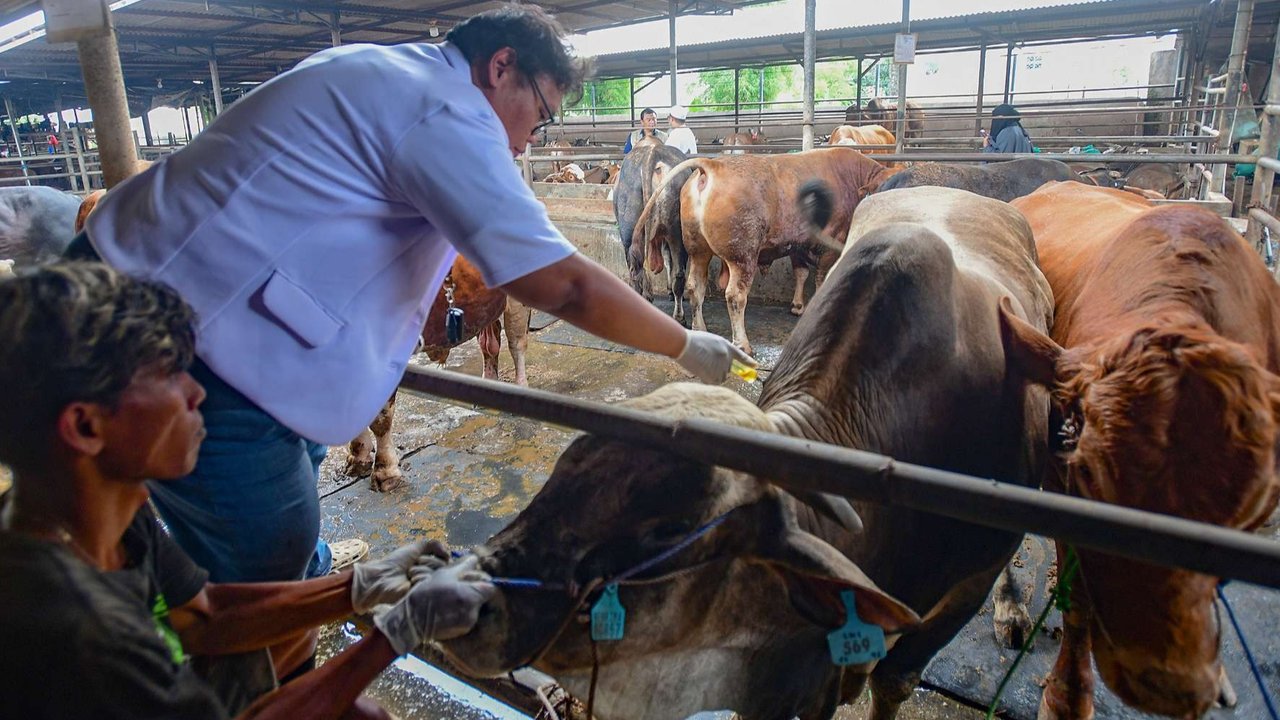 Dokter hewan melakukan pemeriksaan mulut dan kesehatan pada hewan kurban di kandang CV Puput Bersaudara, Rangkapan Jaya, Depok, Jawa Barat, menjelang Hari Raya Iduladha 1446 Hijriah, Kamis (8/5/2025).