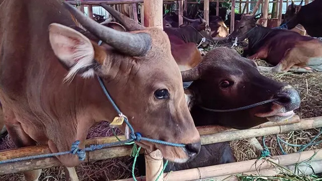Pemkot Tangsel Pastikan Hewan Kurban Aman Disembelih, Meski Ada Temuan Penyakit Ringan