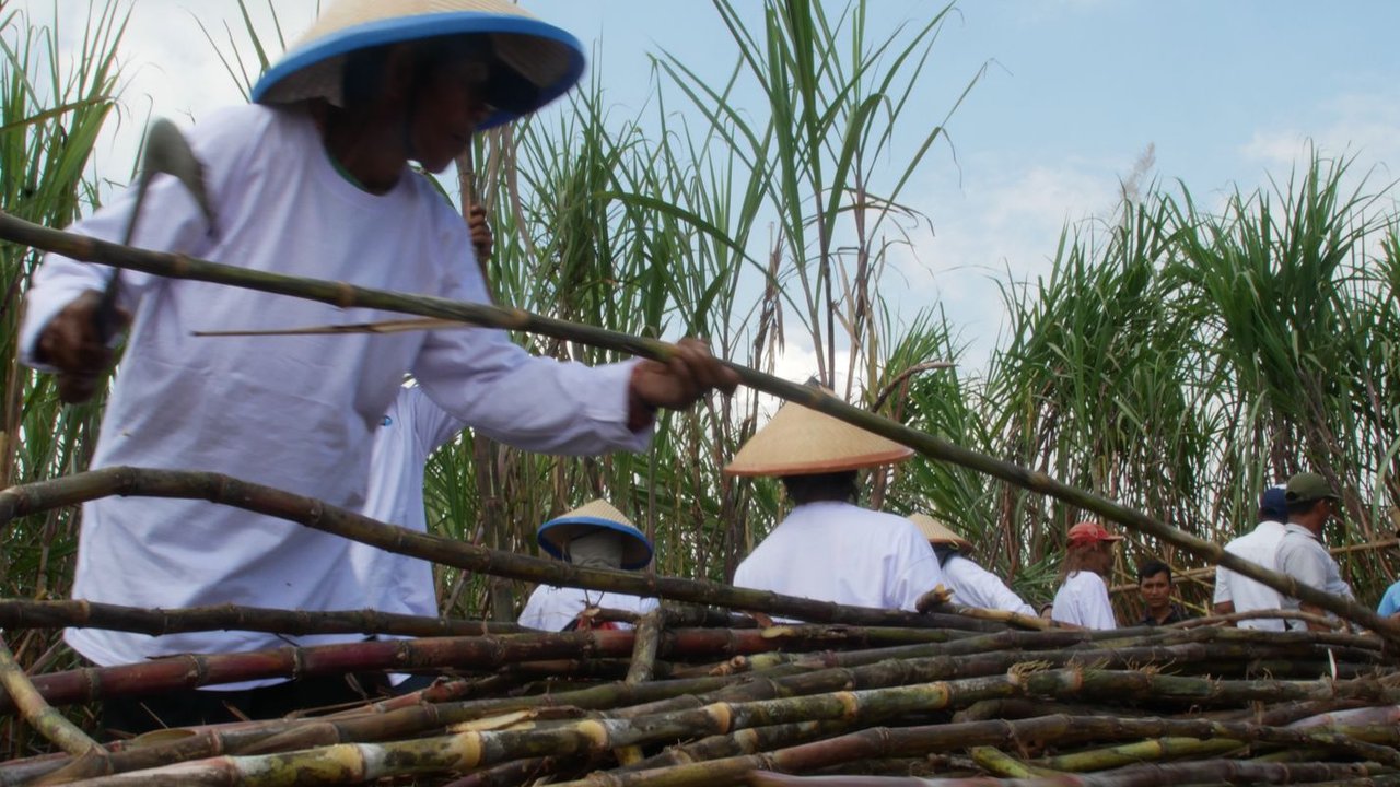 Pemerintah Targetkan Swasembada Gula dalam 5 Tahun, Fokus Tingkatkan Produktivitas Tebu