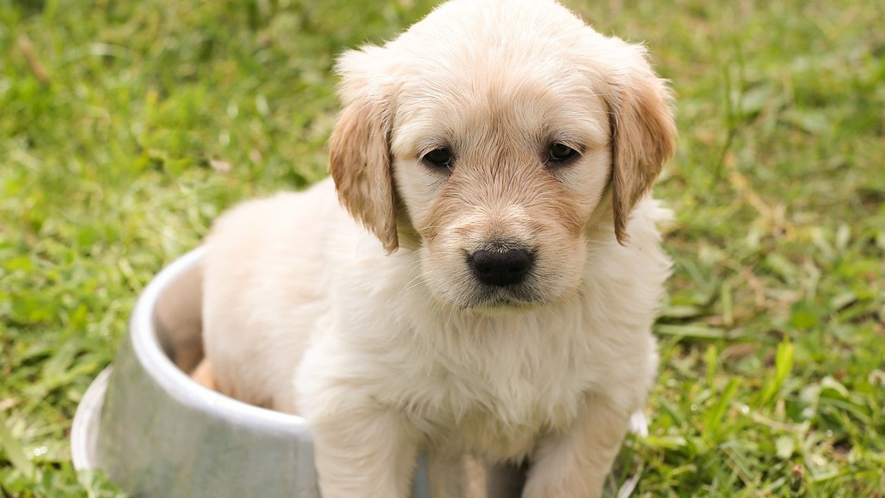 Ilustrasi Anjing Peliharaan. (Chiemsee2016/Pixabay)