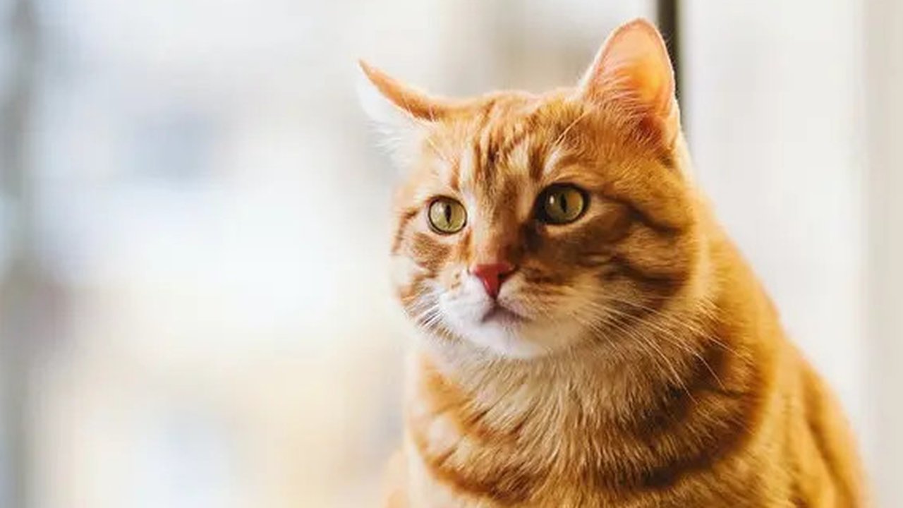 Sumber: Instagram @catshelterbanjarmasin