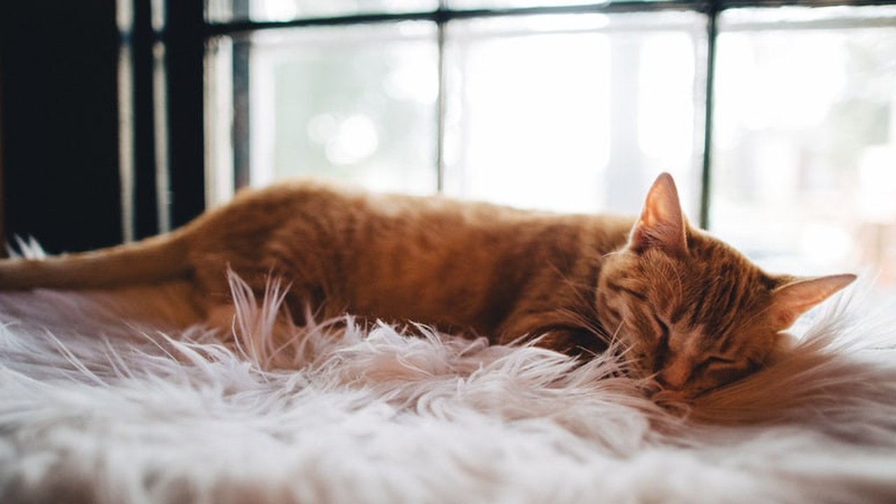 Ilustrasi Efek Penyakit yang Menyerang Kucing Credit: pexels.com/Wes