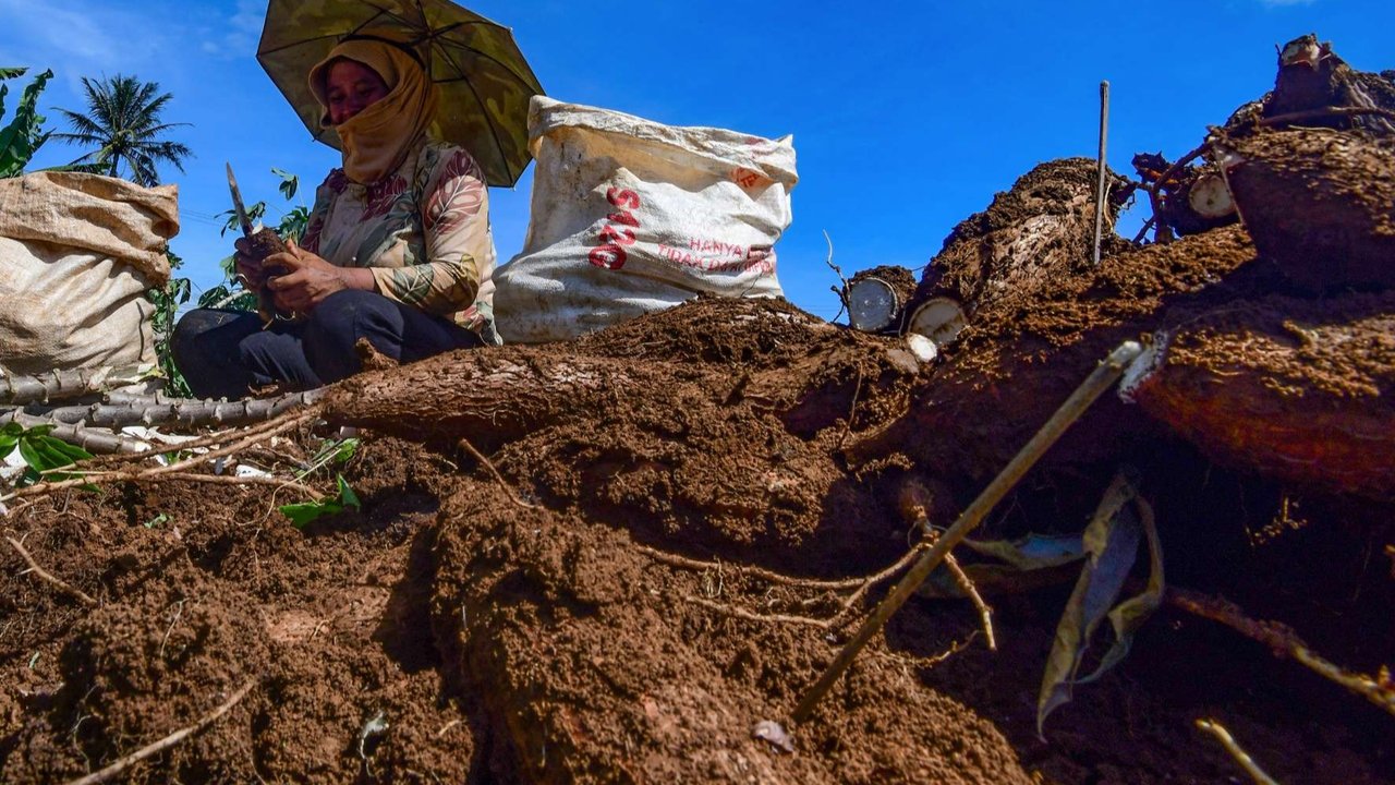 Para petani di kawasan Rancabungur, Bogor, tengah melakukan panen singkong yang akan dikirim untuk dijadikan tepung tapioka, Selasa (27/5/2025). Di balik aktivitas panen tersebut, para petani mengeluhkan anjloknya harga singkong di tingkat petani.