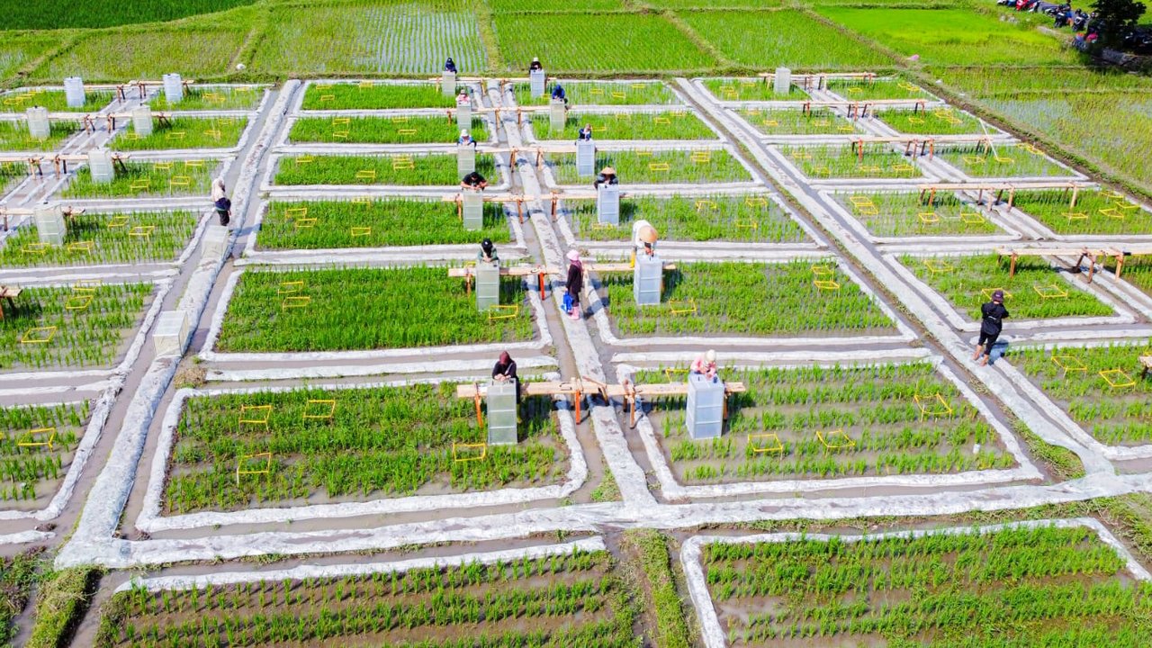 Beras biofortifikasi