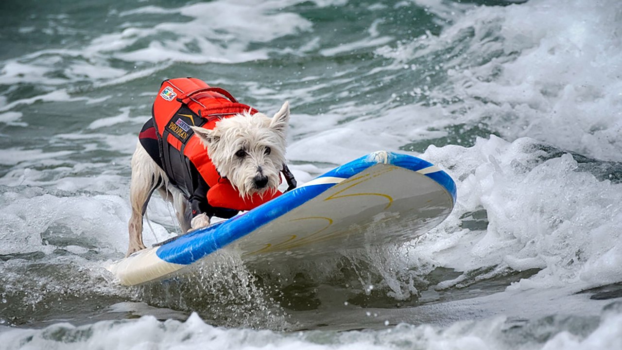 Petey, seekor anjing ras West Highland Terrier saat mengikuti kompetisi selancar di Pantai Huntington, California, Jumat, (20/06/2025).