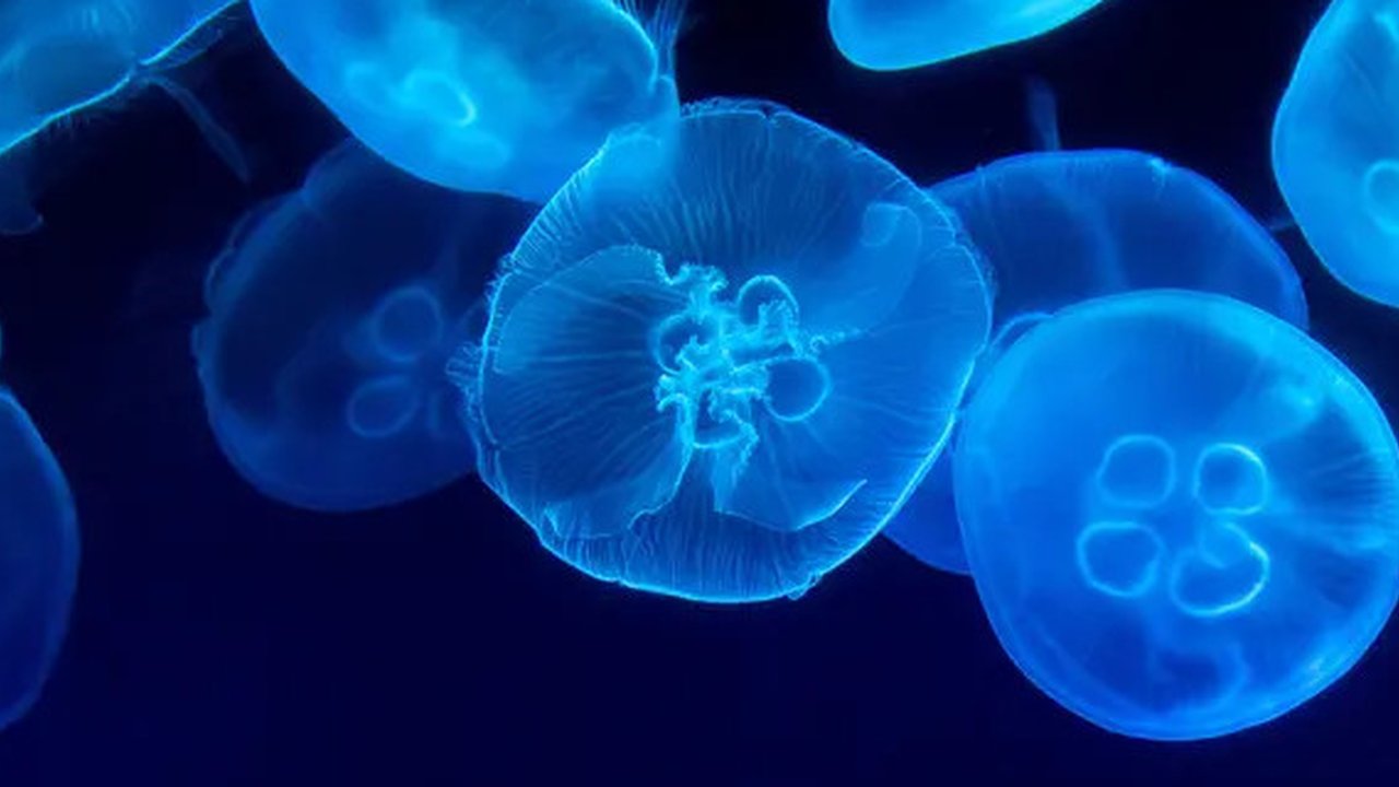 Ilustrasi ubur-ubur yang memiliki saran pengolahan sebelum dikonsumsi. (Unsplash/Marat Gilyadzinov)