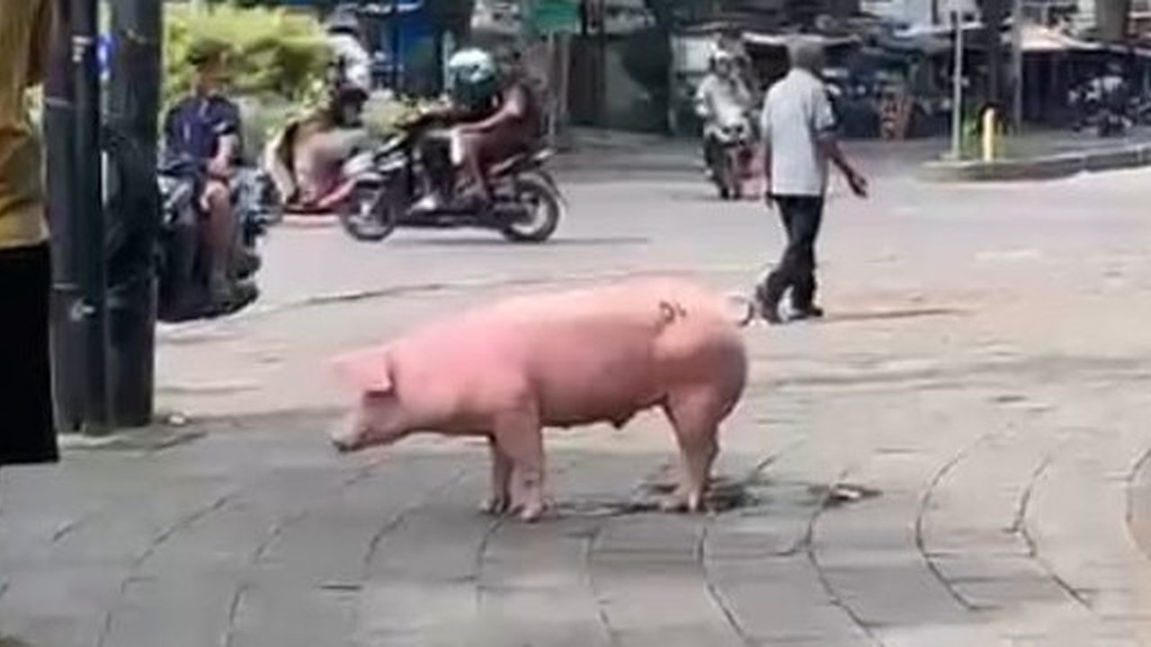 Momen Babi Pink Bikin Heboh Bandung. Berlarian di Jalan Raya
