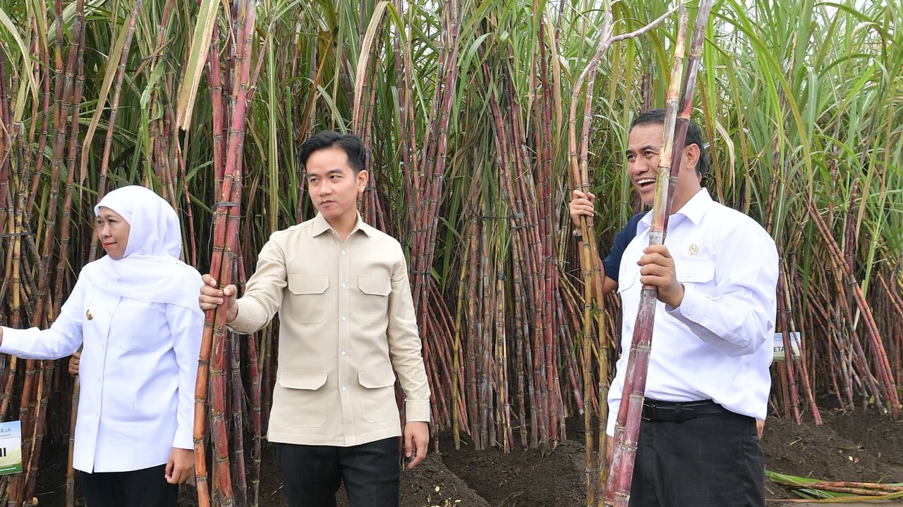 Wapres Gibran, Mentan Amran dan Khofifah Panen Tebu