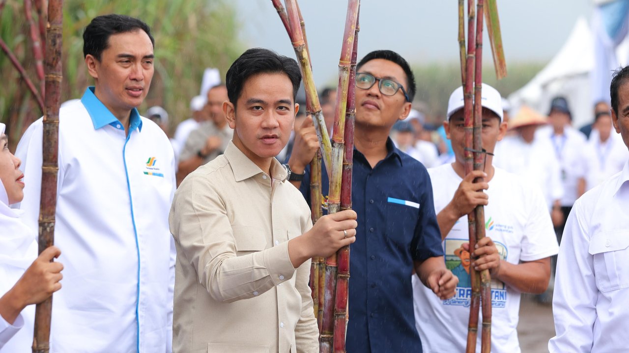 Wakil Presiden Gibran Rakabuming Panen Tebu di Banyuwangi