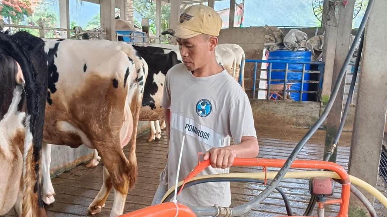 Kisah Sukses Klaster Susu Mulya Abadi Pudak di Ponorogo