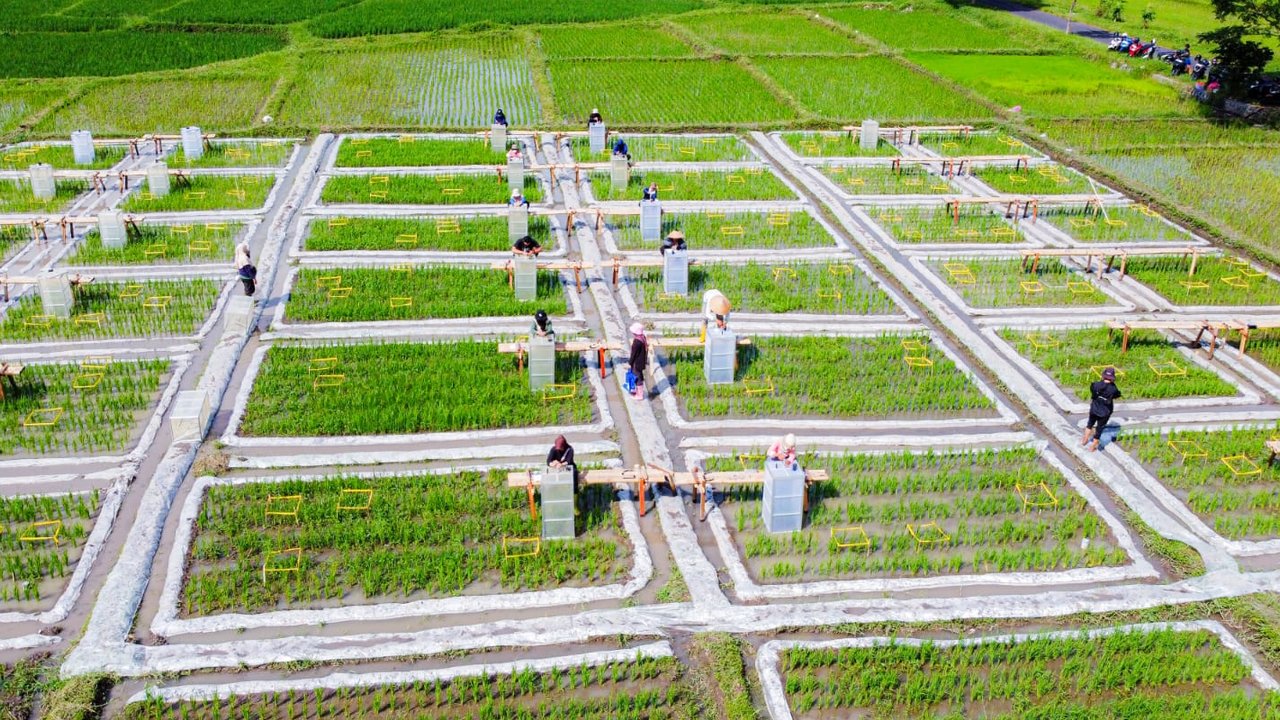 Ekosistem Beras Biofortifikasi Berskala Industri Pertama di Indonesia, Jadi Solusi Tangani Kekurangan Gizi