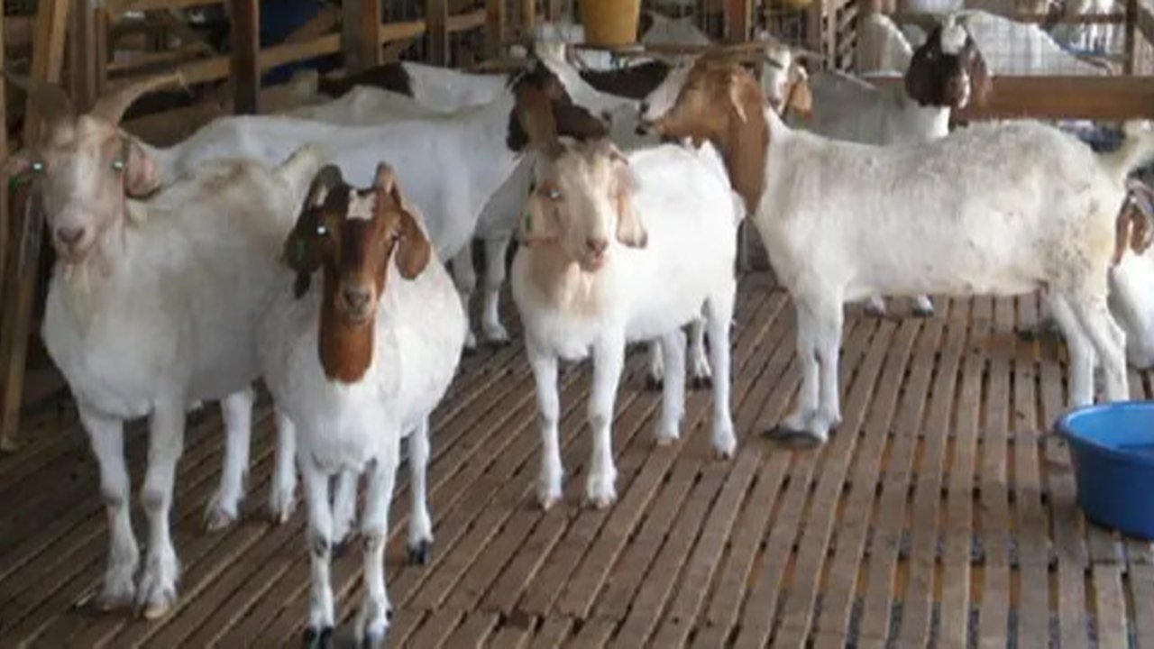 Hewan Kurban Kambing. (Widi3019/depositphotos.com)