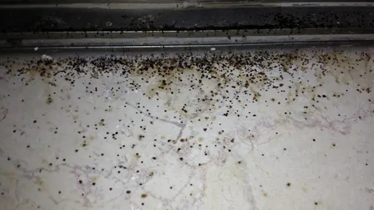Fungus memiliki tampak seperti lumut namun tetap masuk ke dalam rumpun jamur, sedangkan jamur selalu muncul dalam warna yang khas (Foto: Unsplash.com/Chris Barbalis)