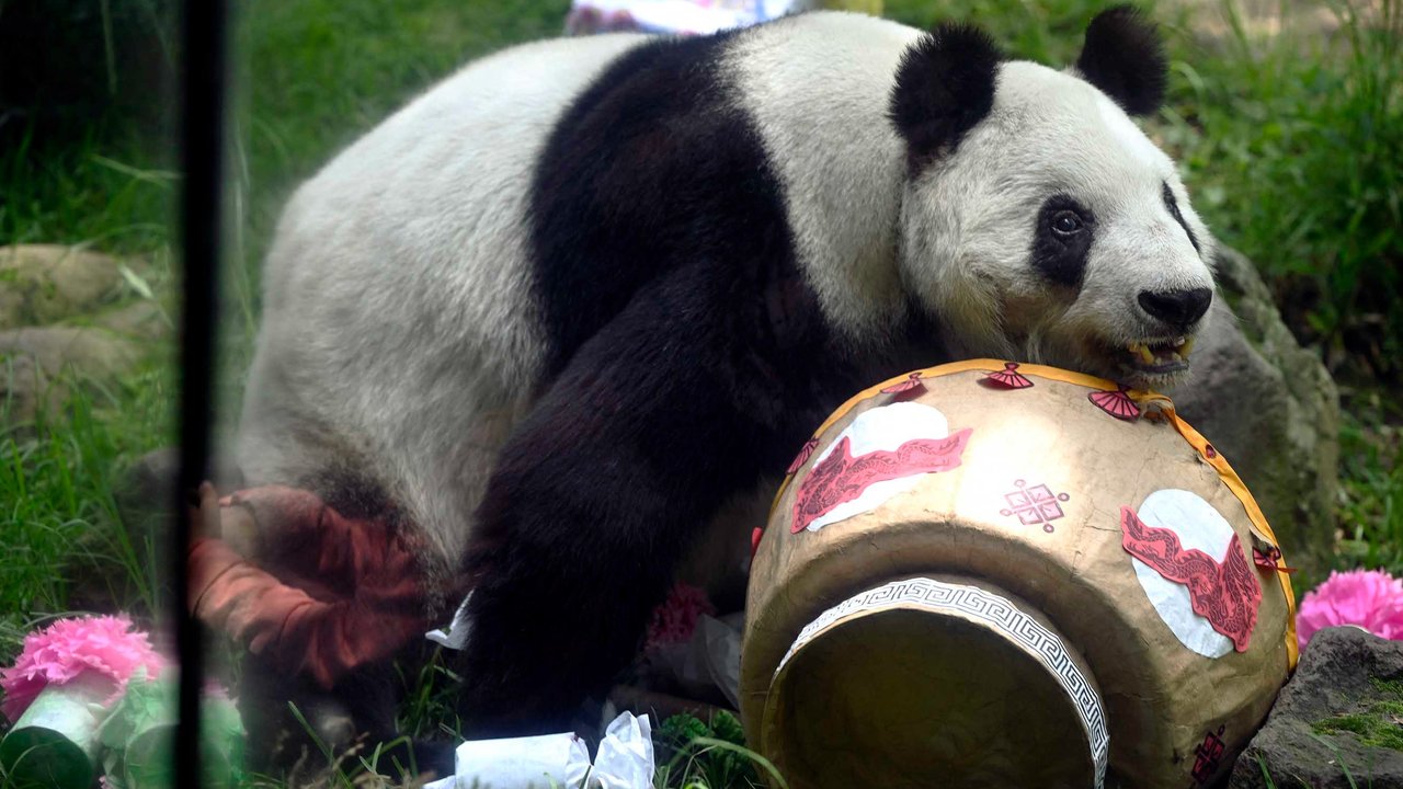 Panda raksasa betina (Ailuropoda melanoleuca) yang bernama Xin Xin  saat merayakan ulang tahunnya yang ke-35 di kebun binatang Chapultepec di Mexico City, (29/06/2025).