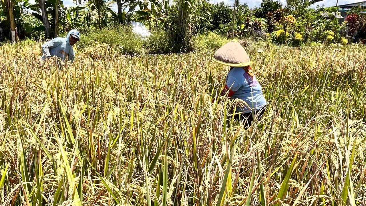 Dukung Pemerintah Tindak Praktik Kecurangan Beras, DPR: Harus Diberi Sanksi