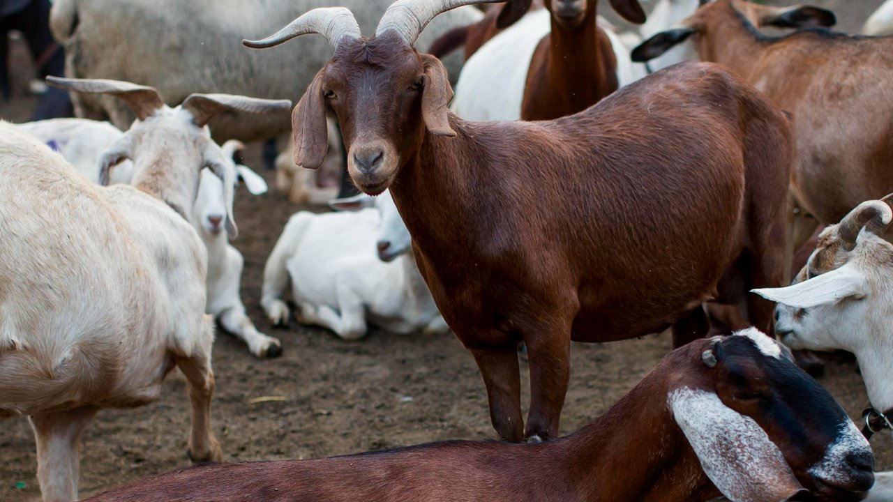 Dampak Stres pada Kambing dan Sapi terhadap Kualitas Daging