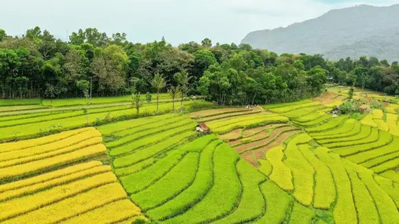 Petani menggiling saat musim panen padi di sawah Desa Bube Baru, Kecamatan Suwawa, Kabupaten Bone Bolango, Gorontalo (15/3). Mulai dari menyabit padi hingga sudah menjadi bulir gabah itu semu