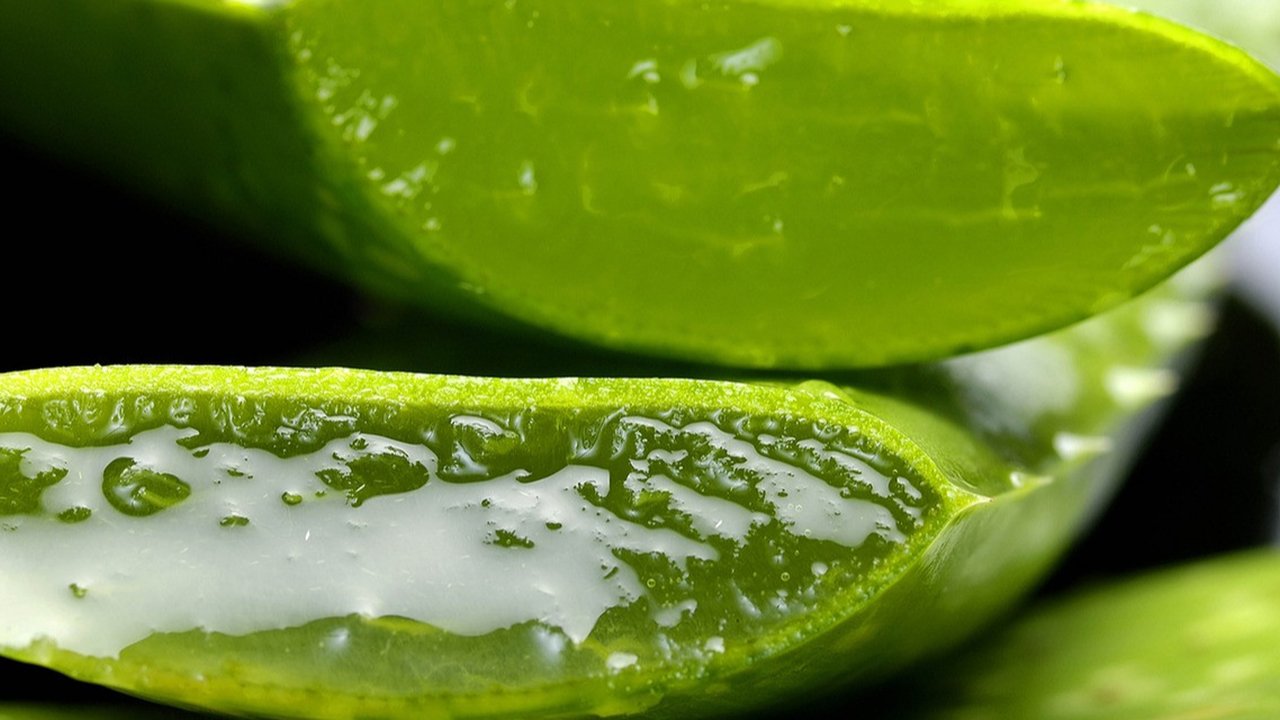 ilustrasi lidah buaya/aloe vera