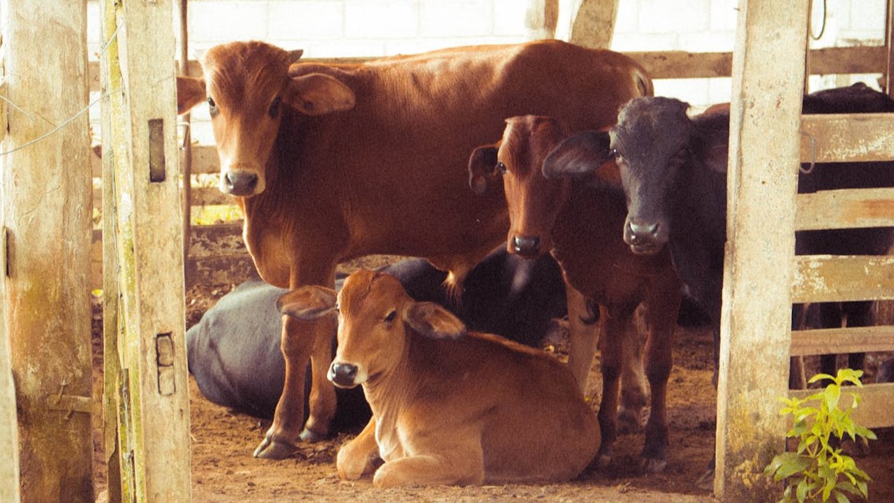 Dampak Stres pada Kambing dan Sapi terhadap Kualitas Daging