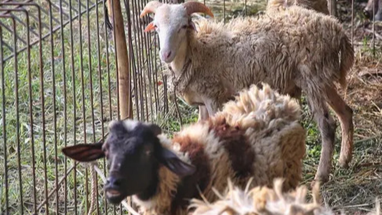 Dan bagi umat Muslim yang mampu dianjurkan untuk melaksanakan ibadah kurban saat Idul Adha. (Liputan6.com/Angga Yuniar)