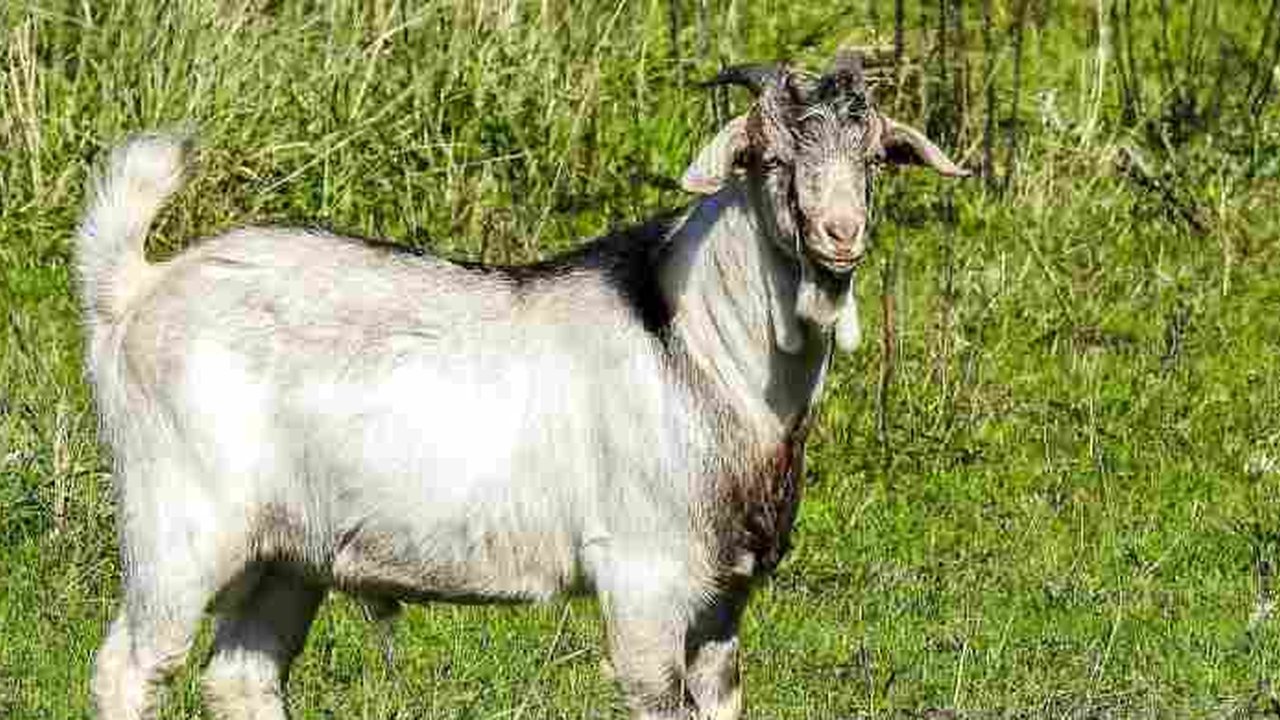 Kambing Boer