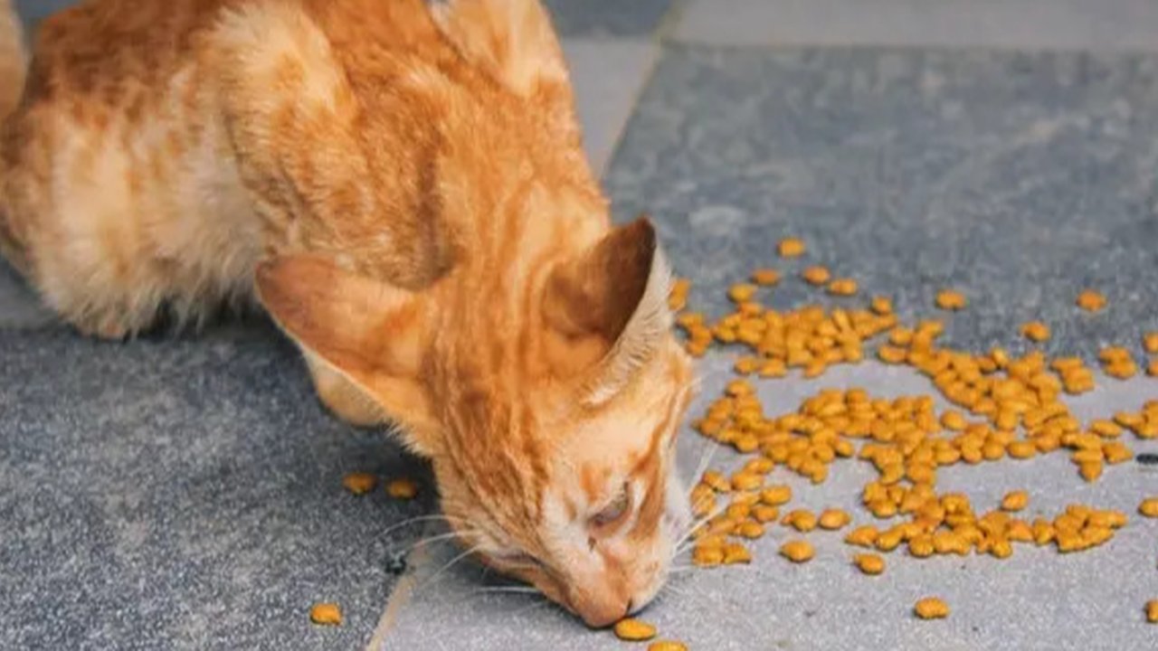 Potret Kucing Mukbang Ini Menggemaskan, Engga Takut Kelaparan (Sumber: Twitter/txtdarigajelas)