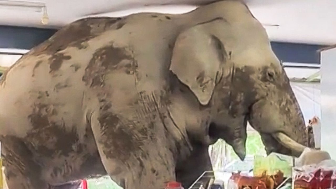 gajah masuk minimarket di thailand