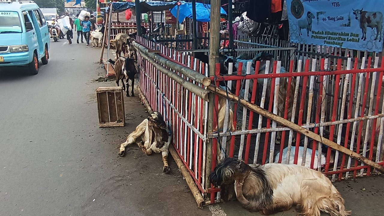 Potret Pedagang Kambing di Tanah Abang, Kala Jalanan jadi Lapak Dadakan