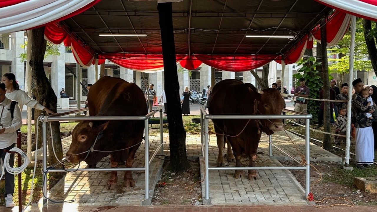 Gagahnya Brawijaya dan Jack, Sapi Kurban Prabowo-Gibran di Masjid Istiqlal