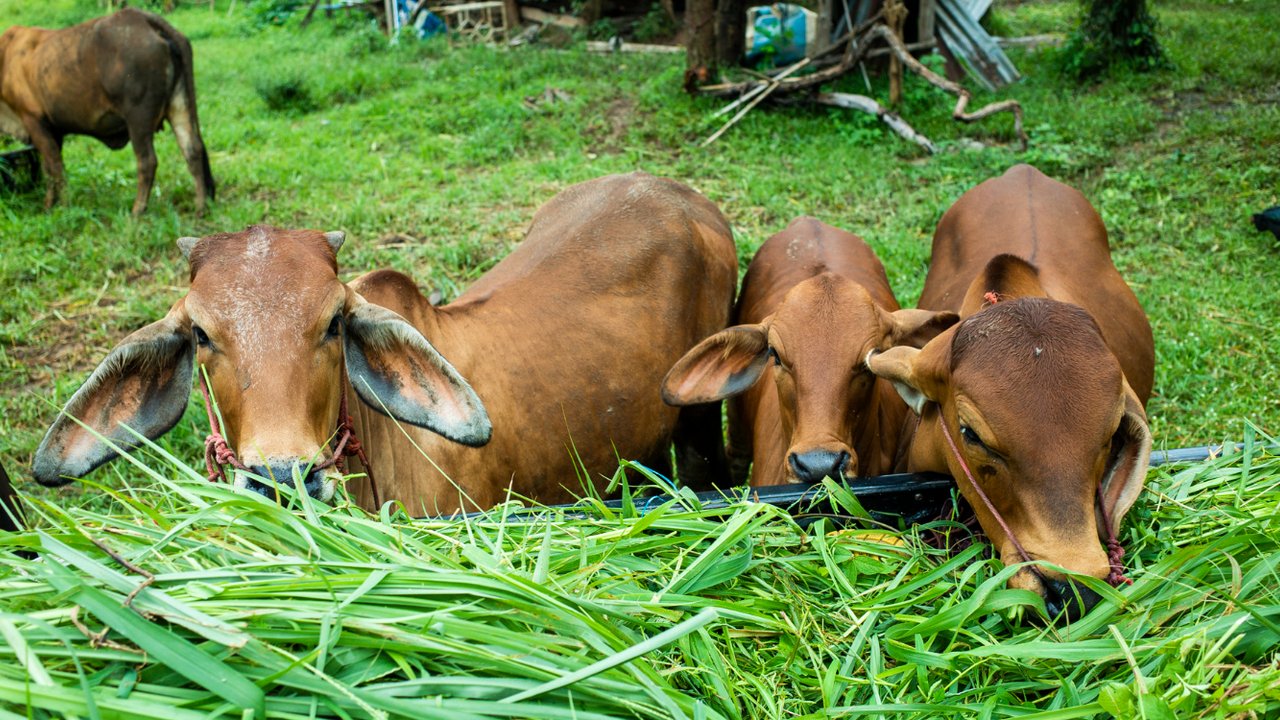 Beri Kontribusi ke Masyarakat, BUMN Peruri Salurkan Hewan Kurban di Karawang