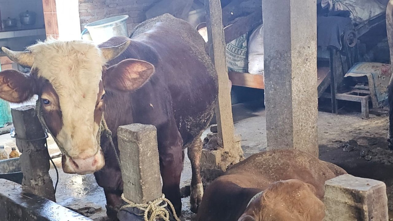 Bolehkah Orang Kaya Menerima Daging Kurban? Ini Penjelasan Ulama dari Berbagai Mazhab