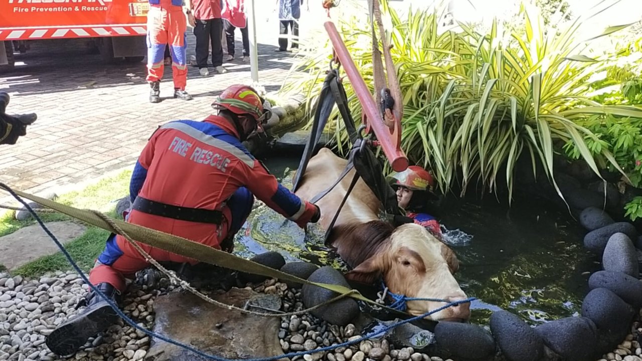 Sapi Berbobot 800 kg Dekati Jemaah Salat Ied dan Bikin Panik, Niat Kabur Malah Nyemplung Kolam Ikan 1,5 M