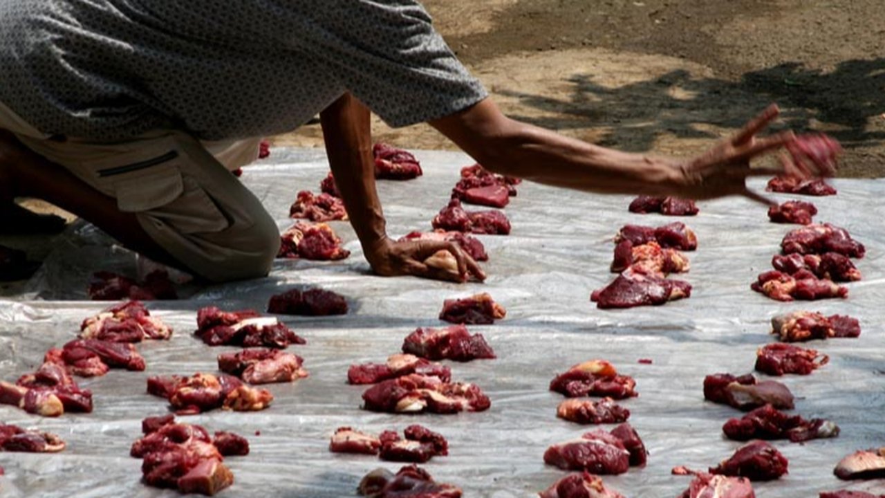 ilustrasi pemeriksaan kesehatan hewan kurban