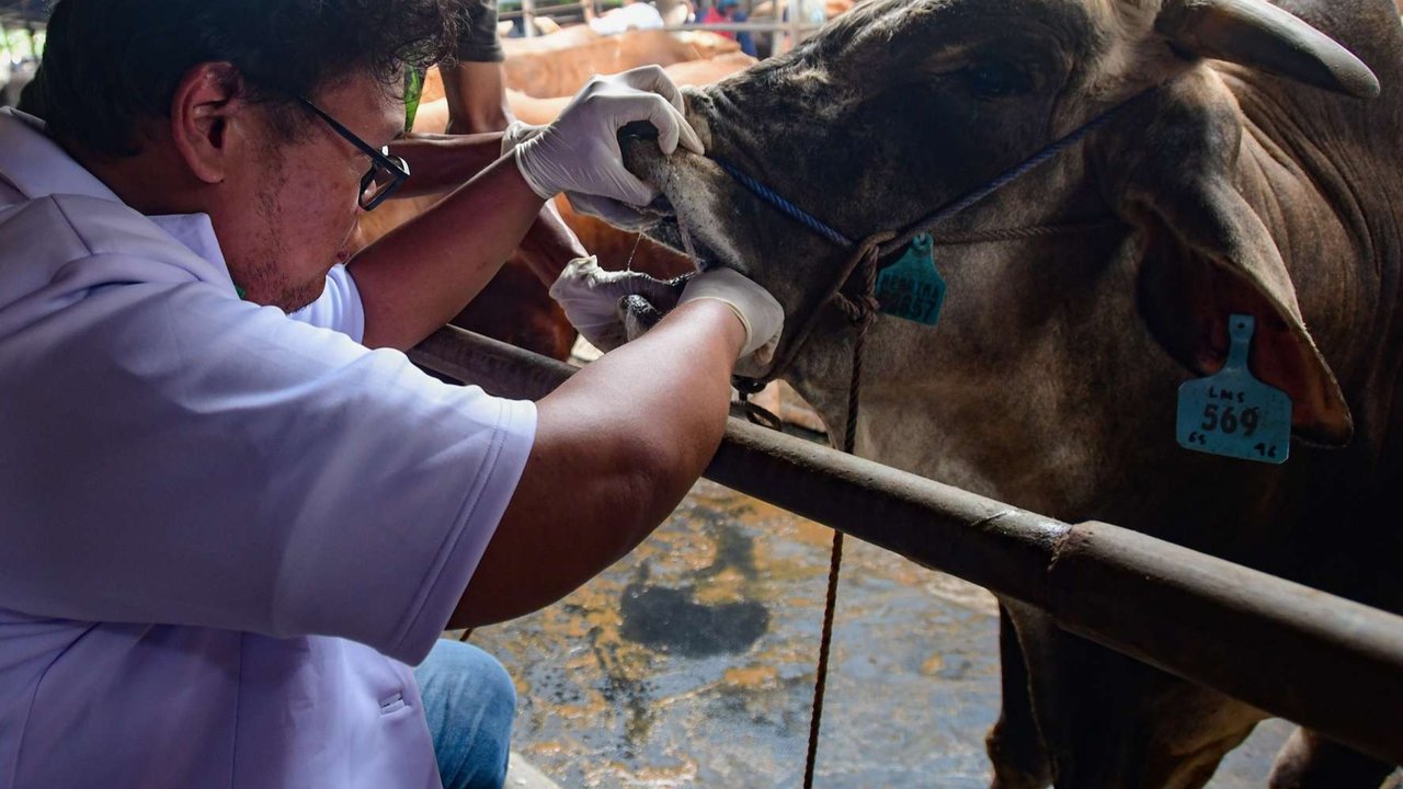 Dokter hewan melakukan pemeriksaan mulut dan kesehatan pada hewan kurban di kandang CV Puput Bersaudara, Rangkapan Jaya, Depok, Jawa Barat, menjelang Hari Raya Iduladha 1446 Hijriah, Kamis (8/5/2025).