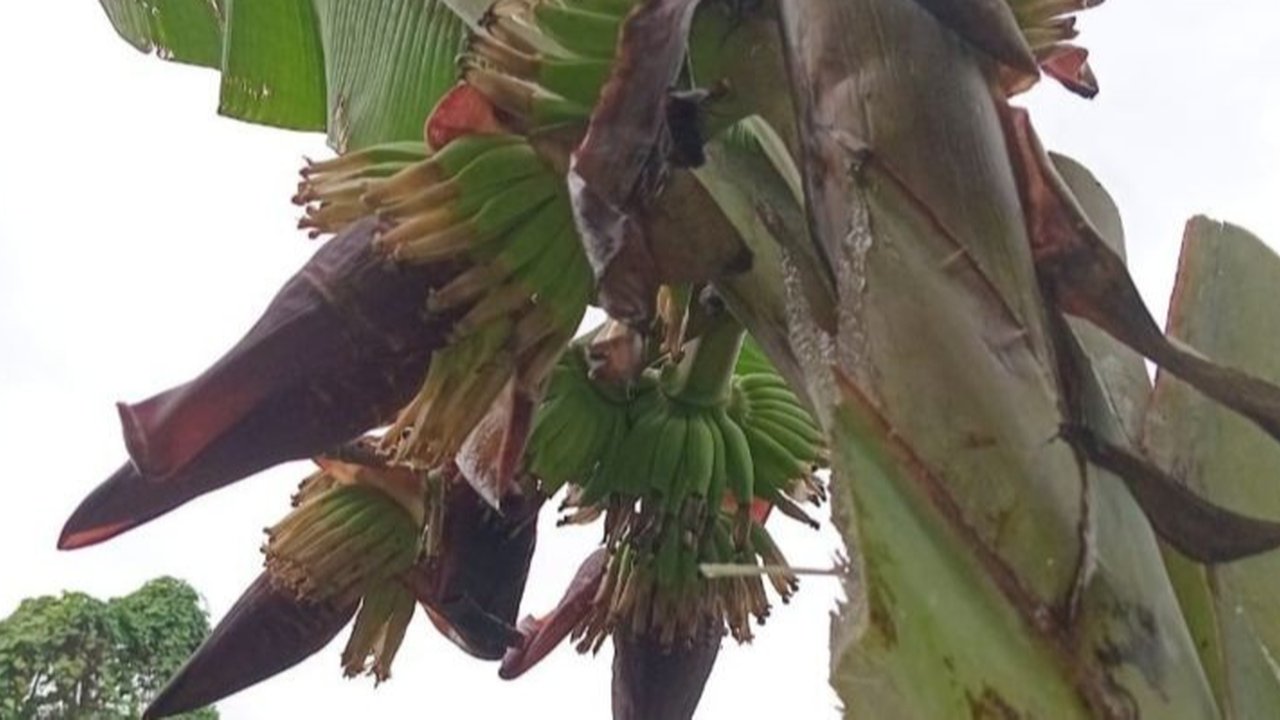 Langka, Pohon Pisang Ini Miliki Empat Tandan Sekaligus