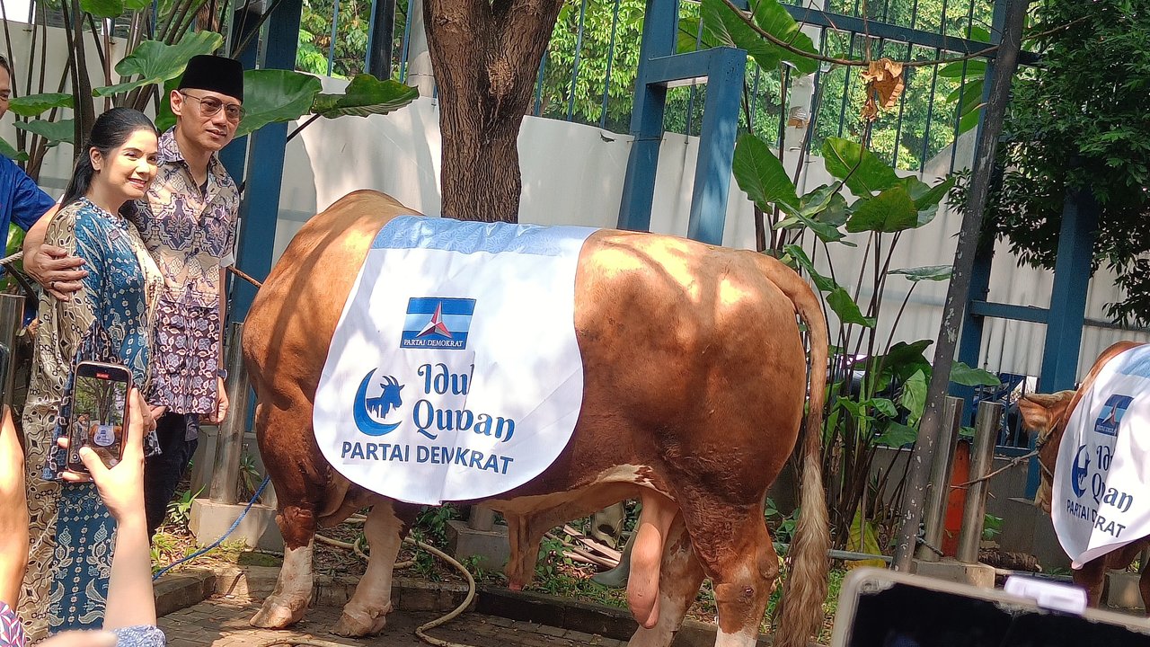 AHY Kurban Sapi Seberat 1,2 Ton, Disembelih di Kantor DPP Demokrat