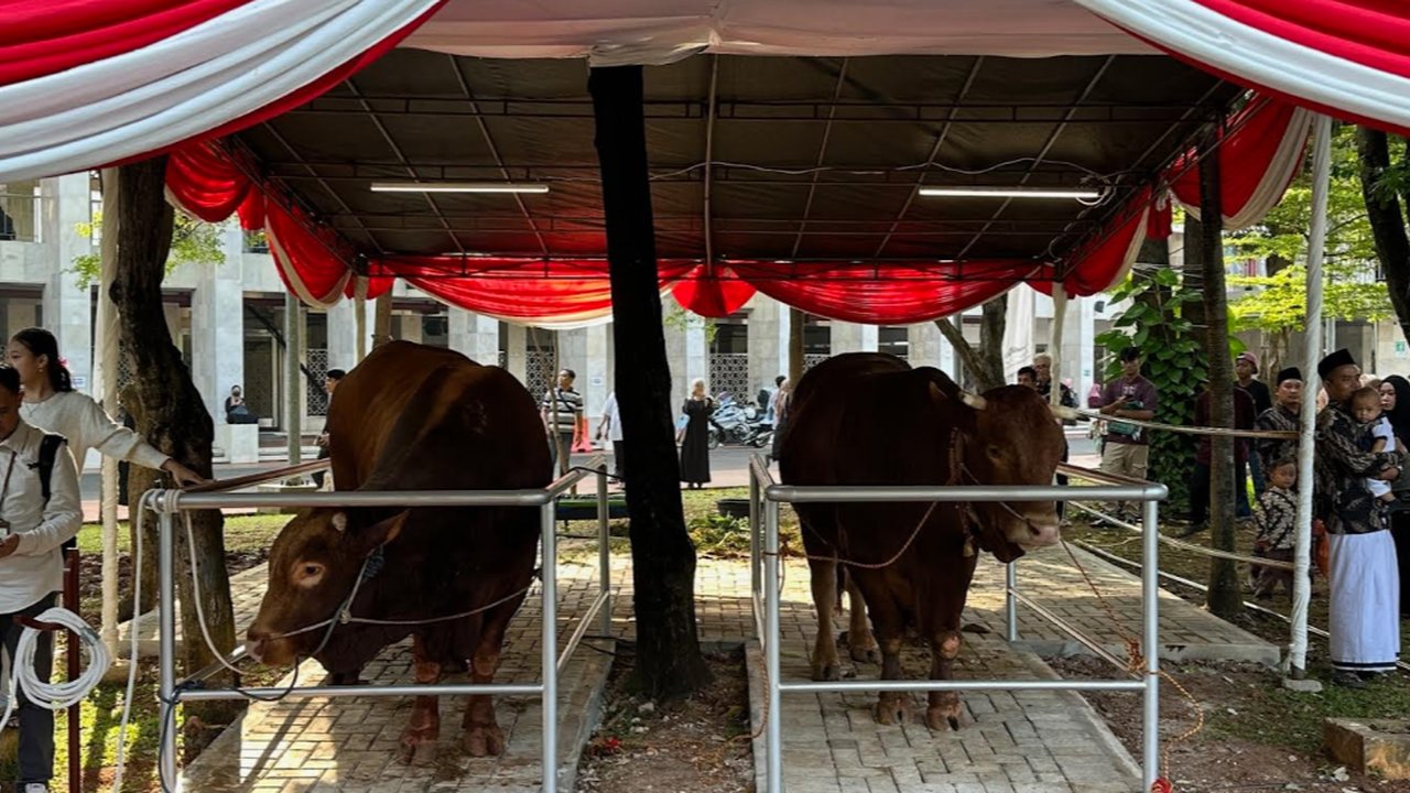 VIDEO: Penampakan Sapi Kurban Berat 1 Ton Prabowo dan Gibran di Istiqlal, Dinamai Brawijaya & Jack