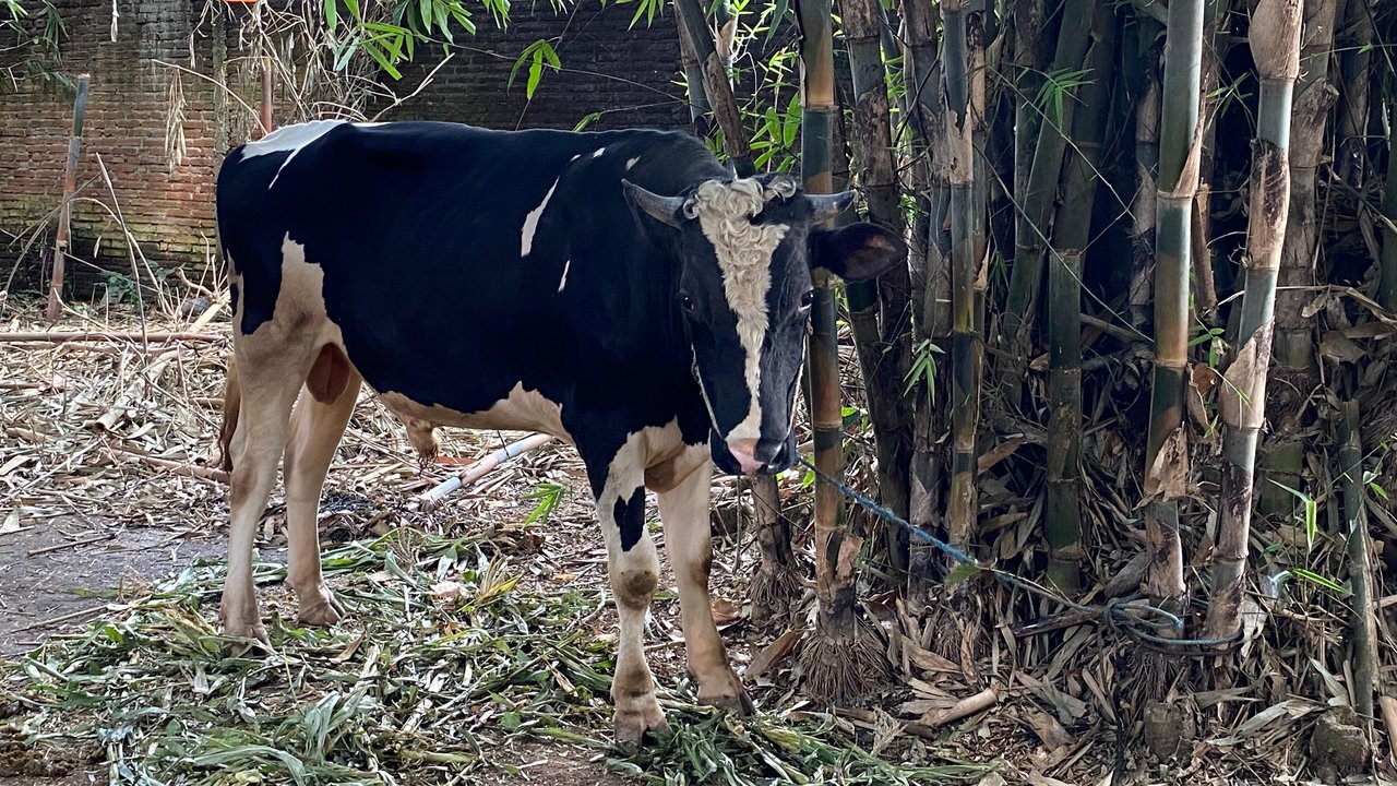 Lembaga ini Gelar Pemotongan Hewan Kurban Serentak di 14 Negara, dari Afrika Sampai Timur Tengah