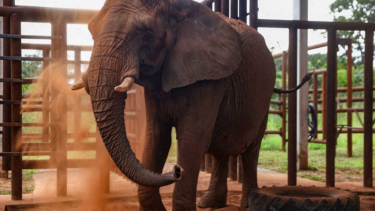 Zimbabwe Gelar Pemusnahan Massal Gajah, Dagingnya Akan Dibagikan ke Warga