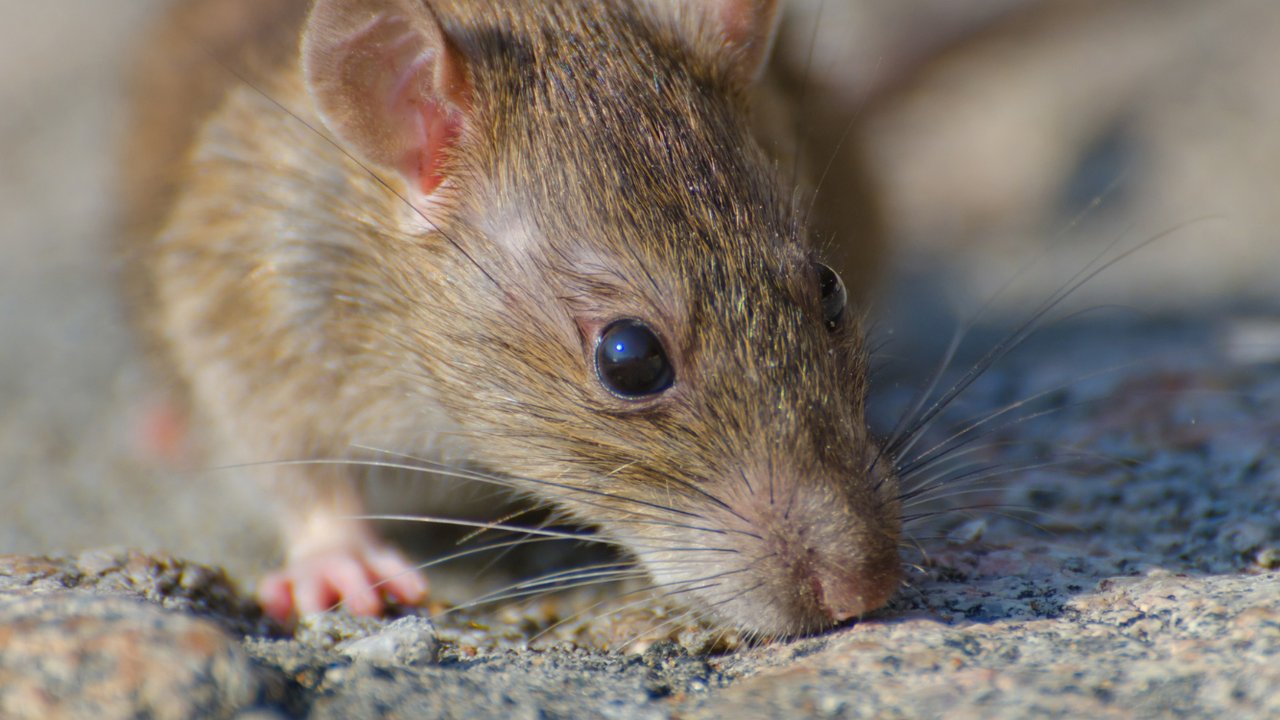 Tikus di Dapur? Ini Risiko Kontaminasi Makanan yang Mengintai
