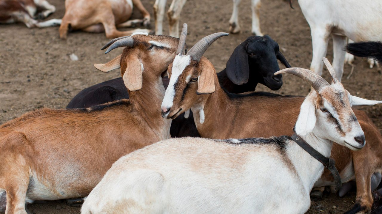 Dampak Stres pada Kambing dan Sapi terhadap Kualitas Daging